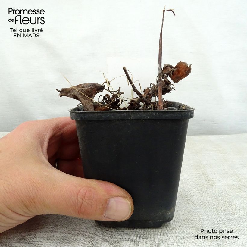 Exemplaar van Saxifraga fortunei Wada - Steenbreek Kweekpotje van 8/9 cm zoals geleverd in de lente