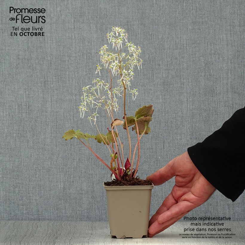 Exemplaar van Saxifraga fortunei Wada - Steenbreek Kweekpotje van 8/9 cm zoals geleverd in de herfst