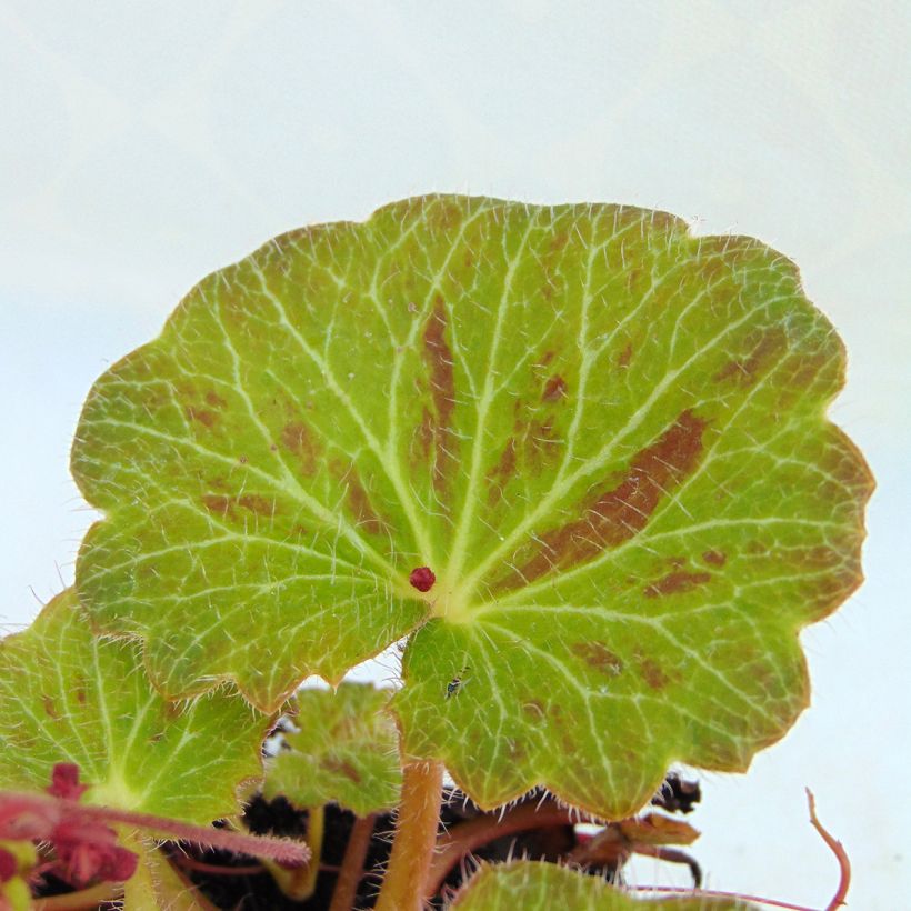 Saxifraga stolonifera Cuscutiformis - Moederplantje (Foliage)
