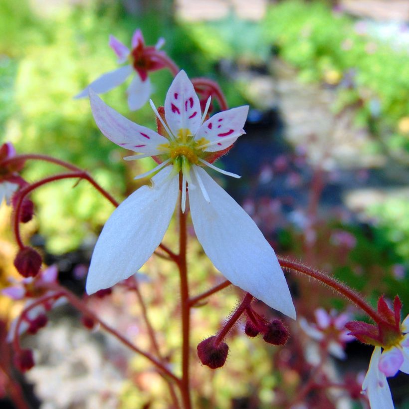 Saxifraga stolonifera Cuscutiformis - Moederplantje (Flowering)