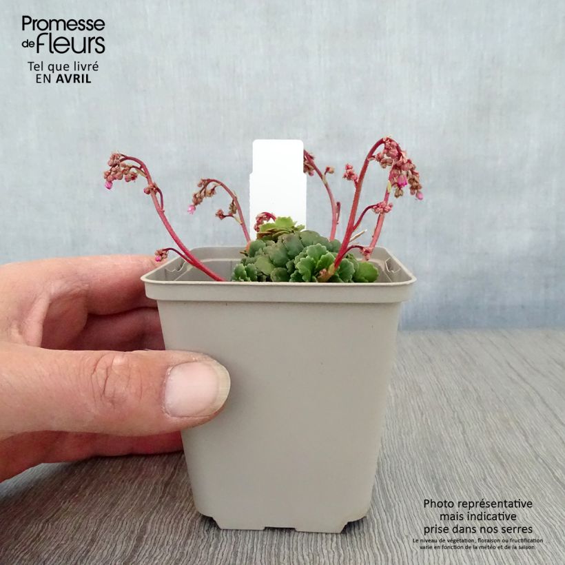 Exemplaar van Saxifraga umbrosa Clarence Elliott - Schildersverdriet Kweekpotje van 8/9 cm zoals geleverd in de lente