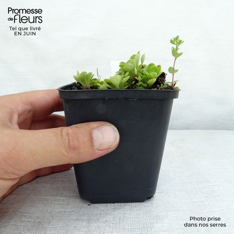 Exemplaar van Saxifraga umbrosa Clarence Elliott - Schildersverdriet Kweekpotje van 8/9 cm zoals geleverd in de zomer