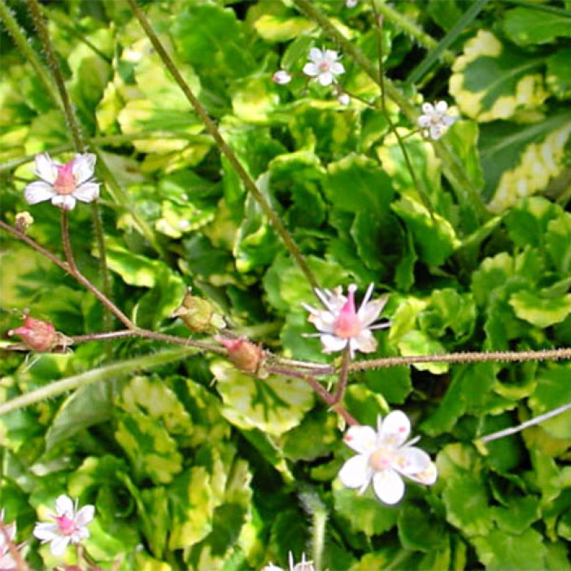 Saxifraga umbrosa Variegata - Steenbreek (Blad)