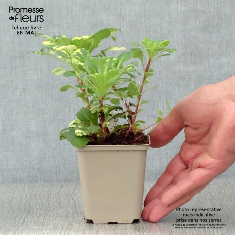 Exemplaar van Saxifraga umbrosa Variegata - Steenbreek Kweekpotje van 8/9 cm zoals geleverd in de lente