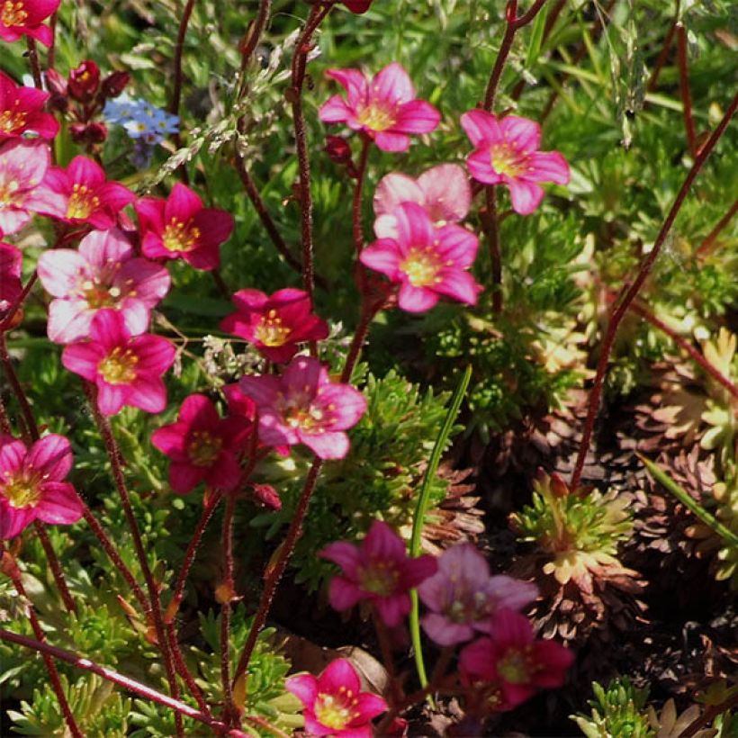 Saxifraga Pixie - Mossteenbreek (Flowering)