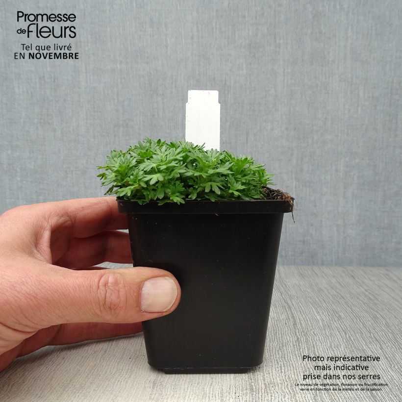 Exemplaar van Saxifraga Pixie - Mossteenbreek Kweekpotje van 8/9 cm zoals geleverd in de herfst