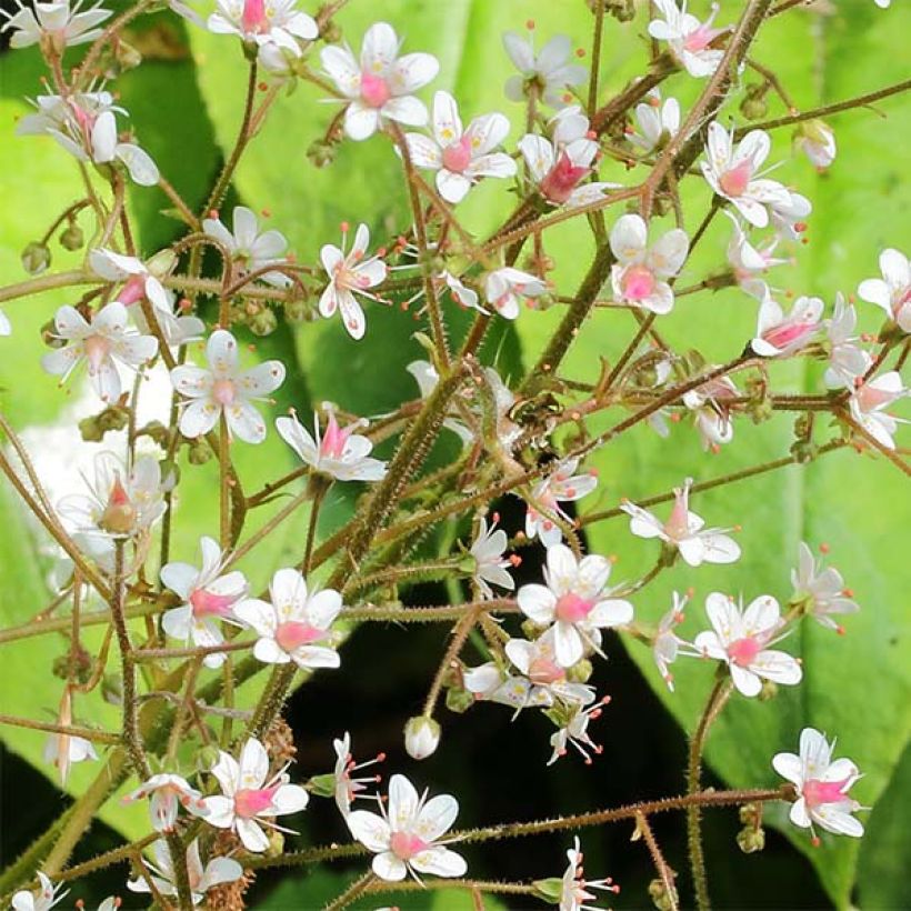 Saxifraga urbium - Schildersverdriet (Bloei)