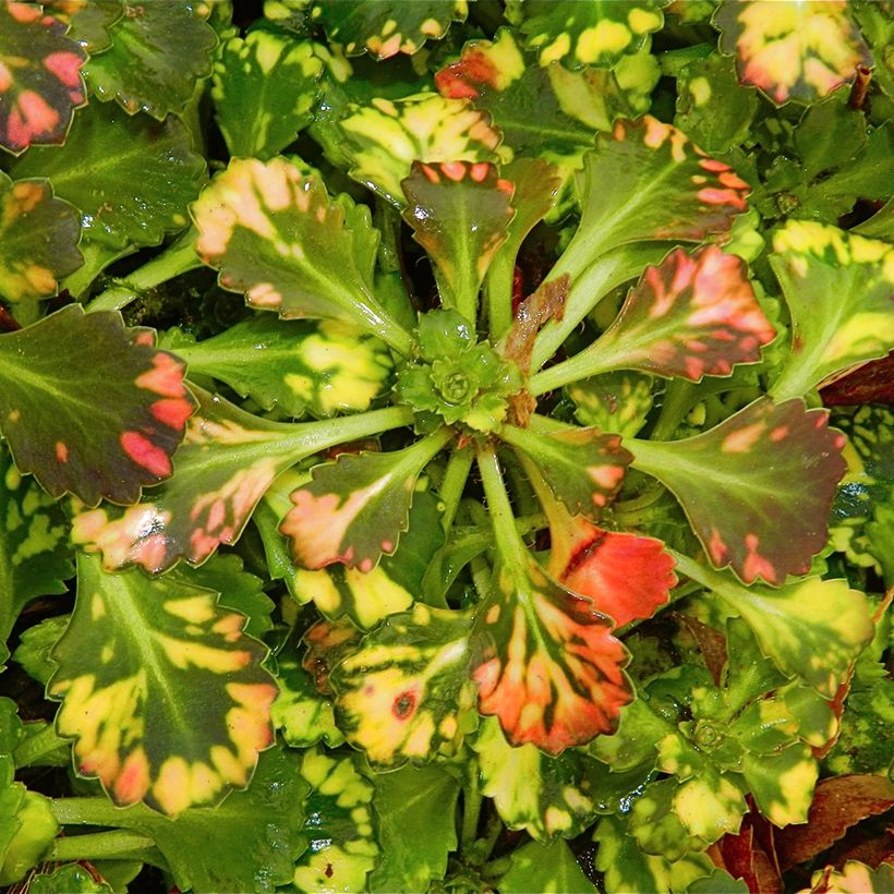 Saxifraga Aureopunctata - Schildersverdriet (Blad)