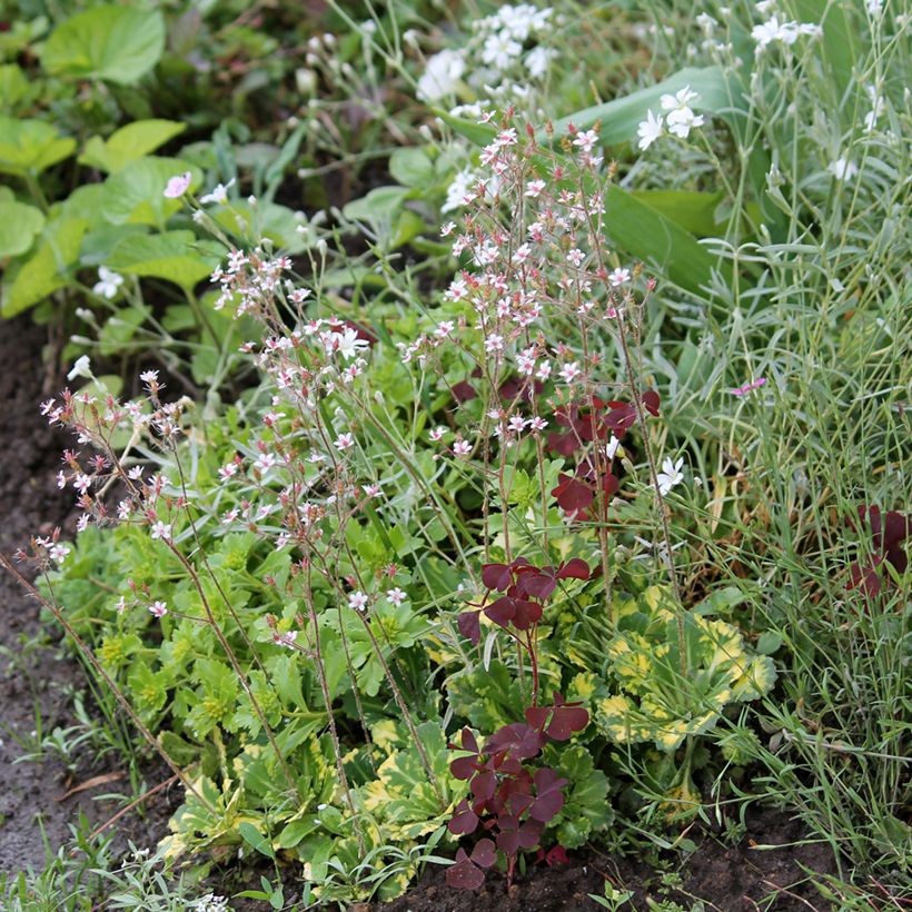 Saxifraga Aureopunctata - Schildersverdriet (Groeiplaats)