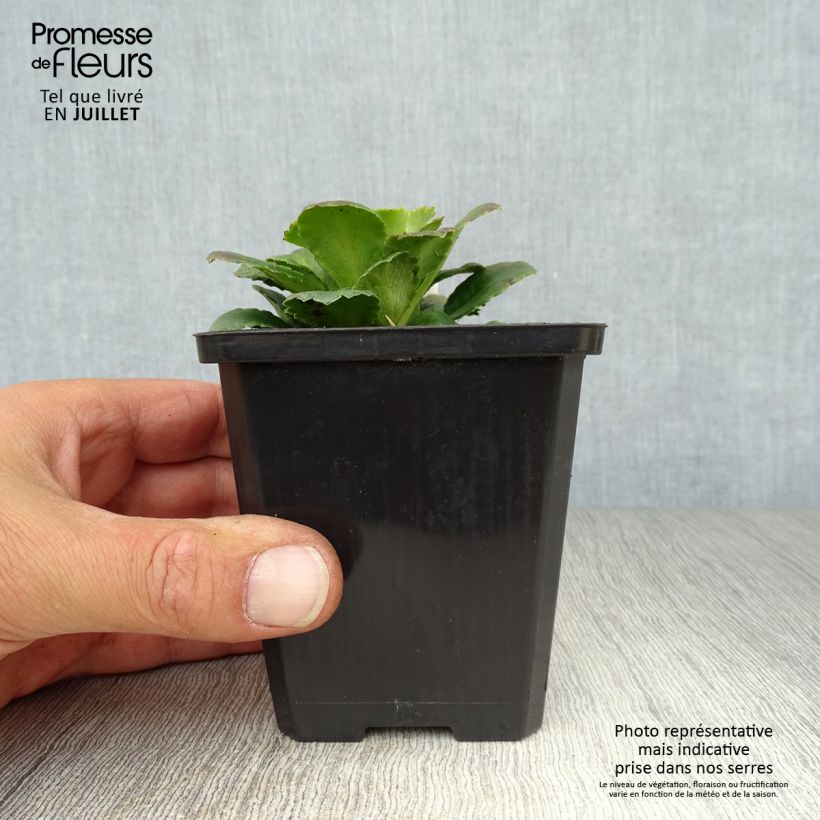 Exemplaar van Saxifraga urbium - Schildersverdriet Kweekpotje van 8/9 cm zoals geleverd in de zomer