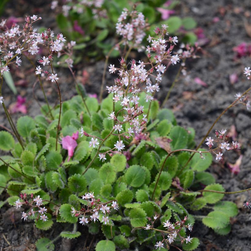 Saxifraga urbium - Schildersverdriet (Groeiplaats)