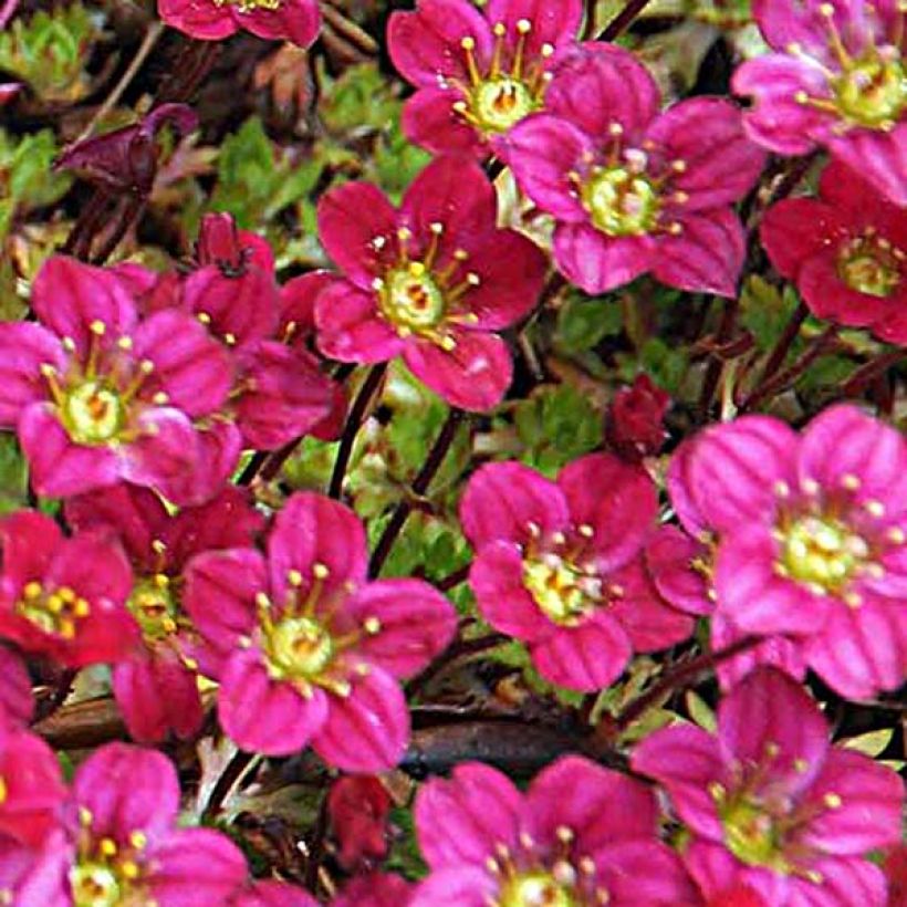 Saxifraga arendsii Peter Pan - Mossteenbreek (Bloei)