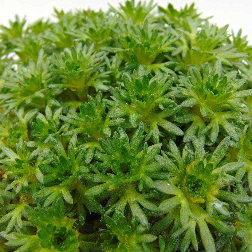 Saxifraga arendsii Pixie White - Steenbreek (Blad)