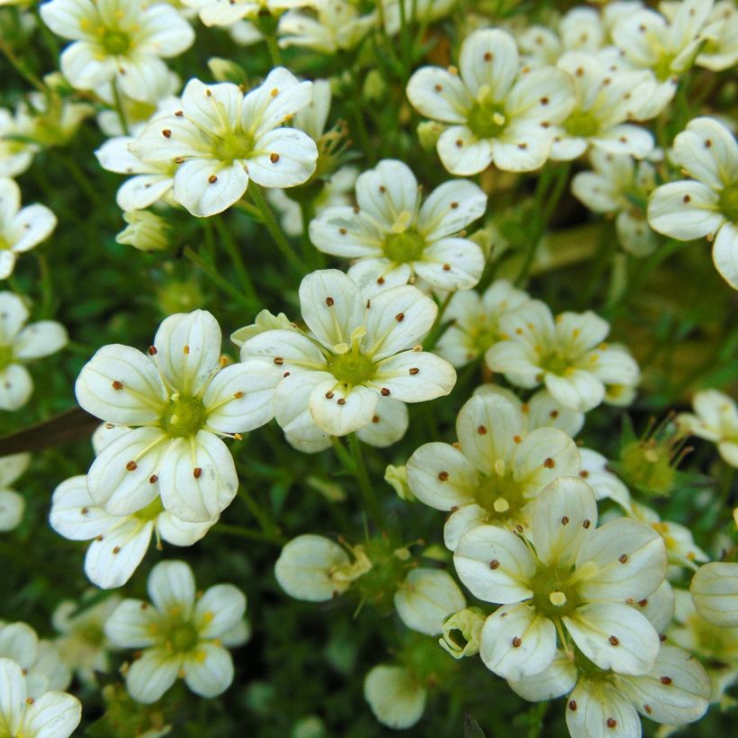 Saxifraga arendsii Pixie White - Steenbreek (Bloei)