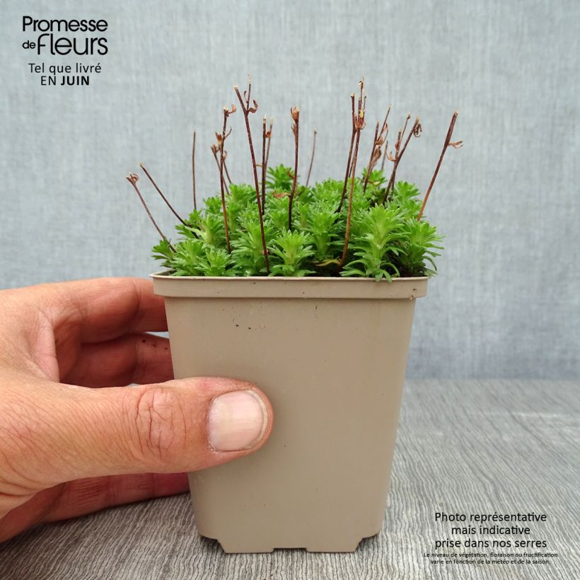 Exemplaar van Saxifraga arendsii Pixie White - Steenbreek Kweekpotje van 8/9 cm zoals geleverd in de zomer