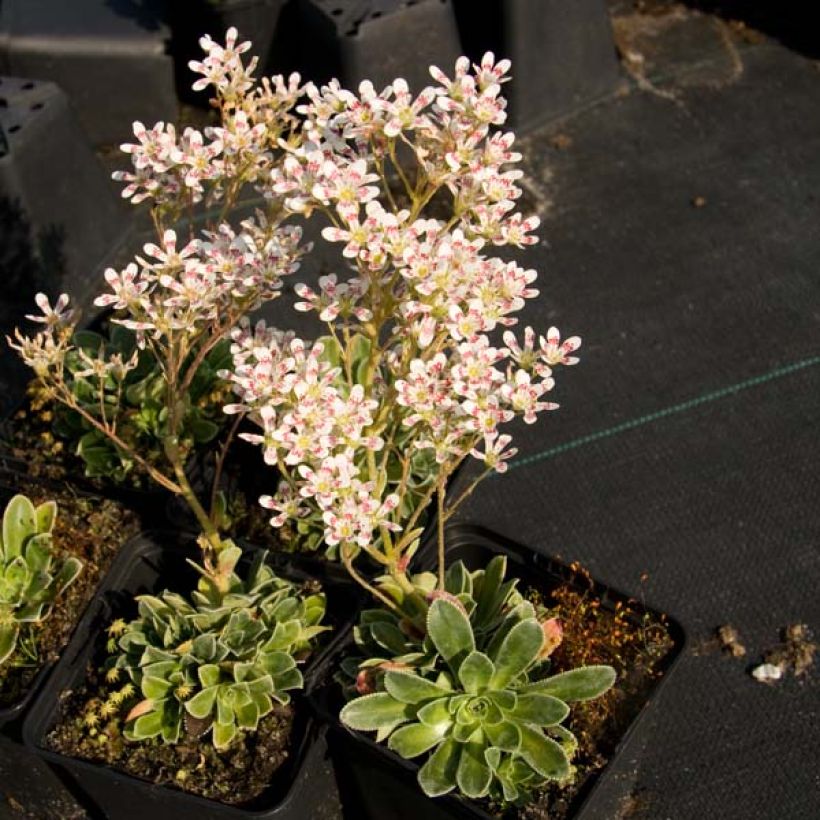Saxifraga cotyledon Southside Seedling - Steenbreek (Plant habit)
