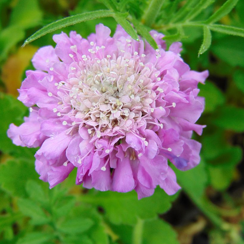 Scabiosa columbaria Pink Mist - Duifkruid (Bloei)