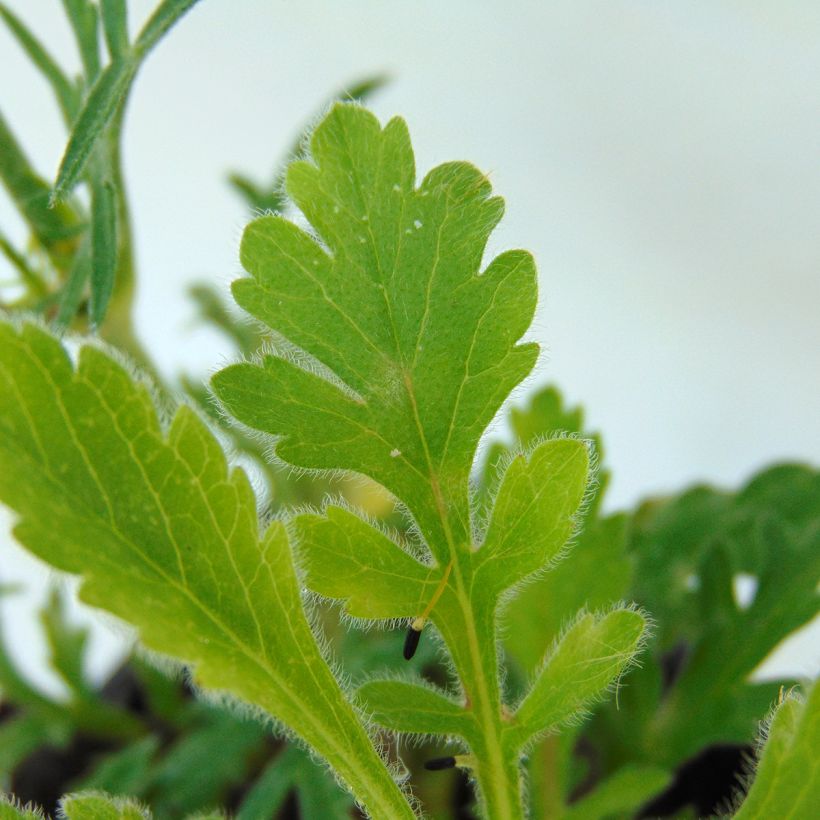 Scabiosa columbaria Butterfly Blue - Duifkruid (Blad)