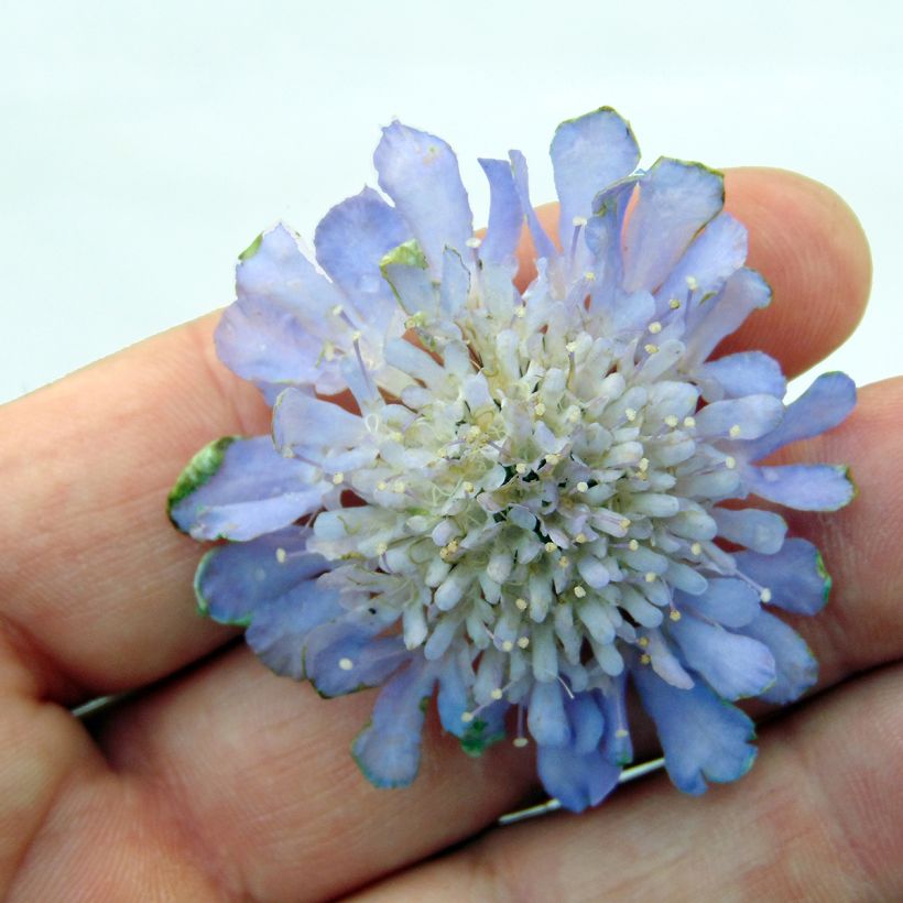 Scabiosa columbaria Butterfly Blue - Duifkruid (Bloei)