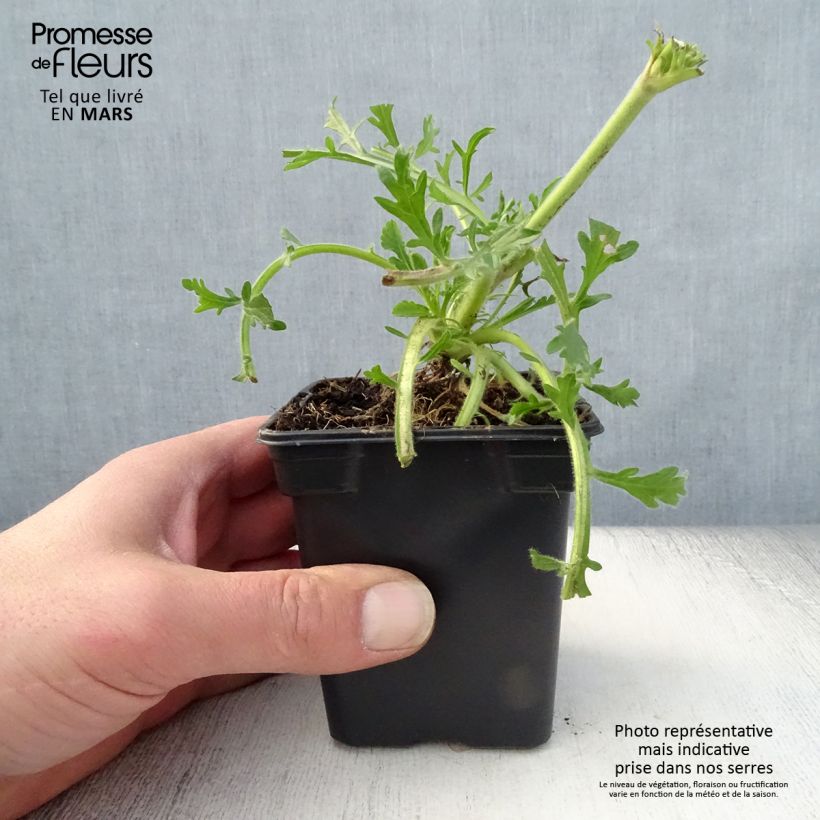 Exemplaar van Scabiosa columbaria Butterfly Blue - Duifkruid Kweekpotje van 7/8 cm zoals geleverd in de lente