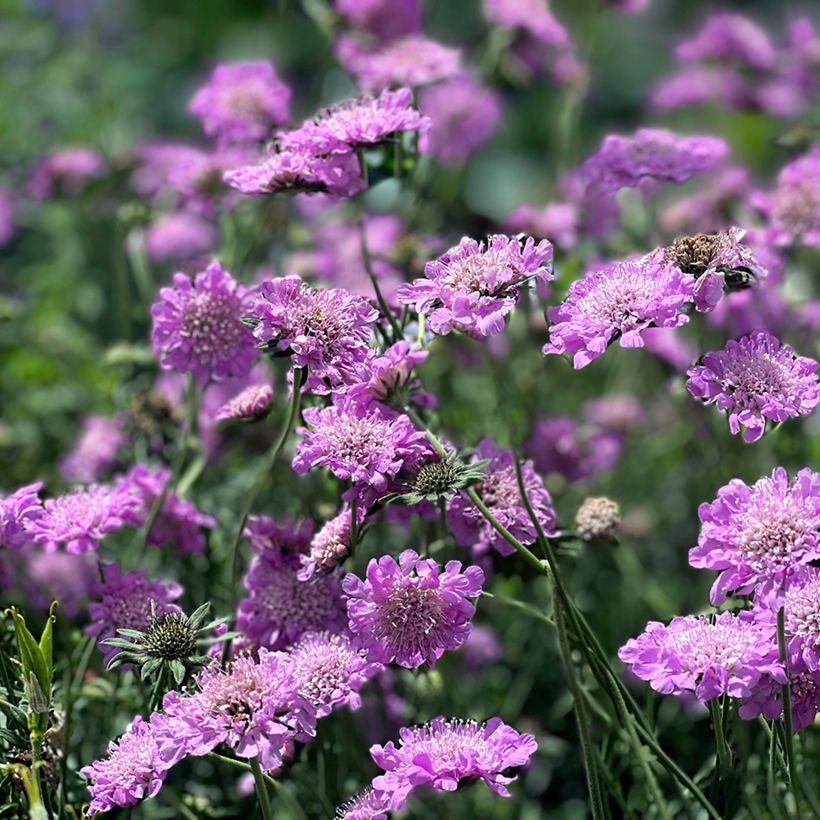 Scabiosa columbaria Pink Mist - Duifkruid (Groeiplaats)