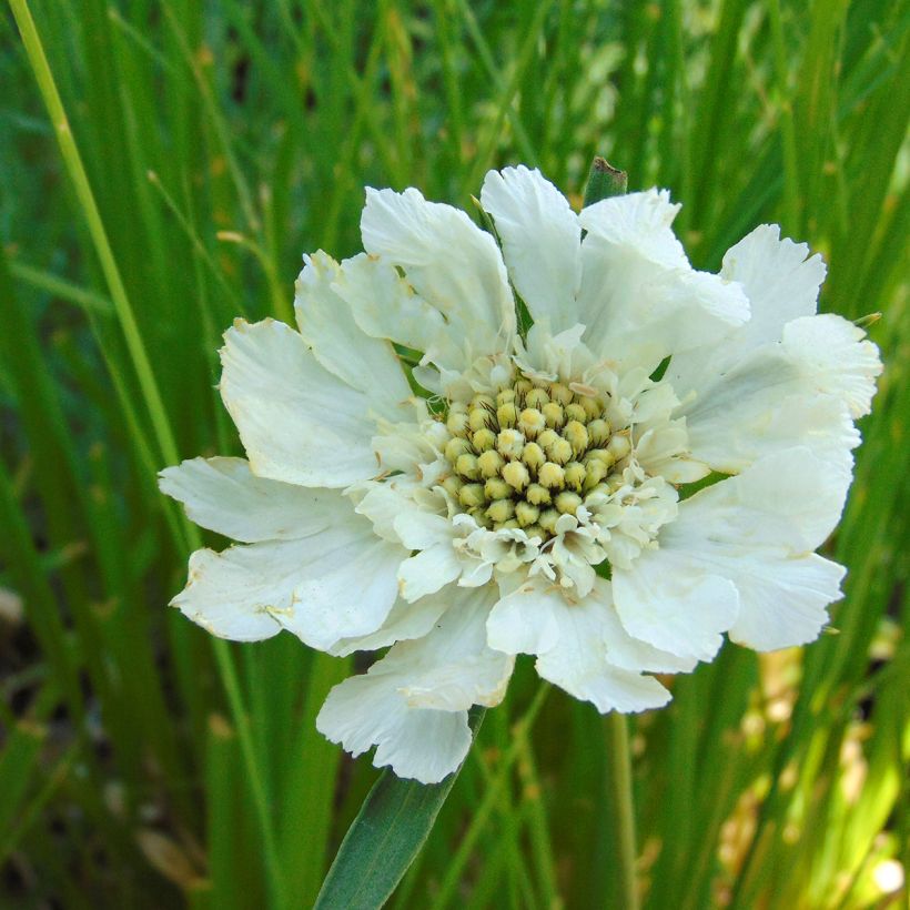 Scabiosa caucasica Alba - Kaukasisch duifkruid (Bloei)