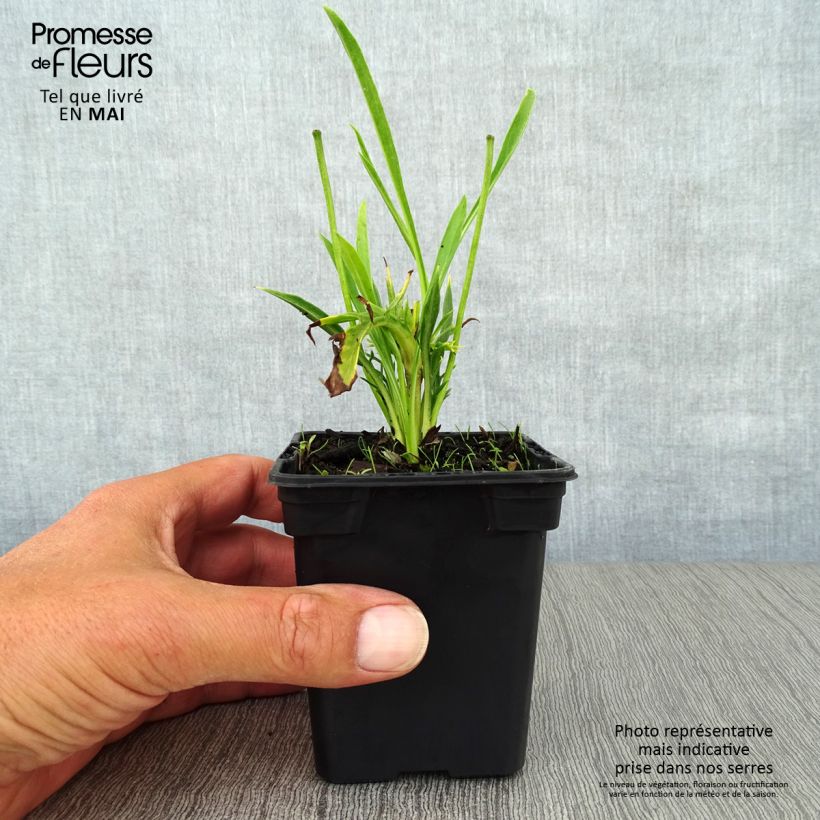 Exemplaar van Scabiosa caucasica Alba - Kaukasisch duifkruid Kweekpotje van 7/8 cm zoals geleverd in de lente