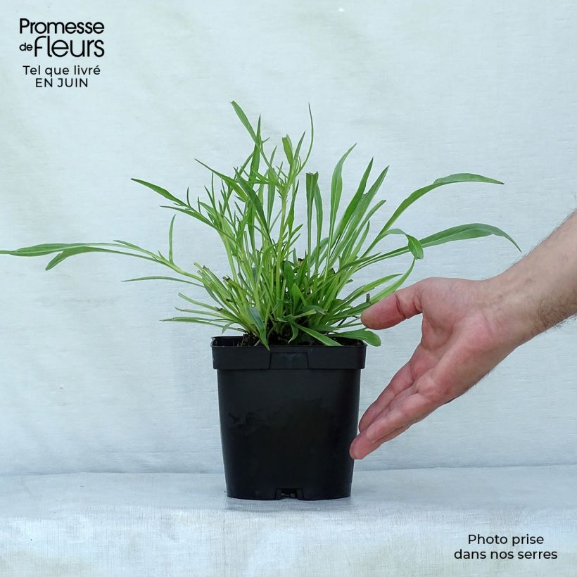 Exemplaar van Scabiosa caucasica Alba - Kaukasisch duifkruid Pot van 2 l/3 l zoals geleverd in de zomer