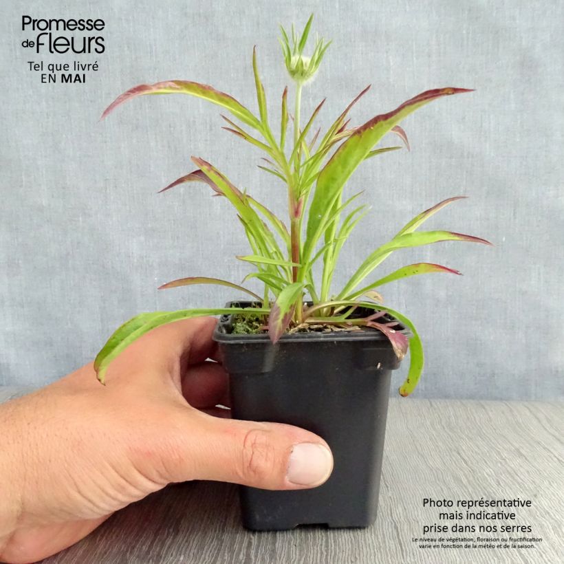 Exemplaar van Scabiosa caucasica Perfecta - Kaukasisch duifkruid Kweekpotje van 7/8 cm zoals geleverd in de lente