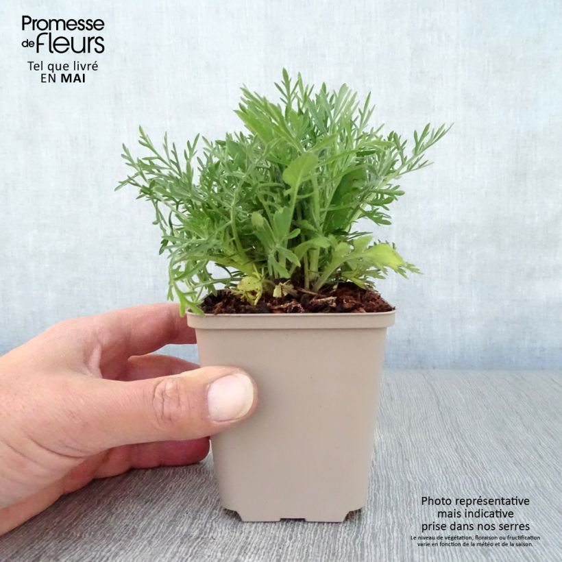 Exemplaar van Scabiosa ochroleuca - Duifkruid Kweekpotje van 8/9 cm zoals geleverd in de lente