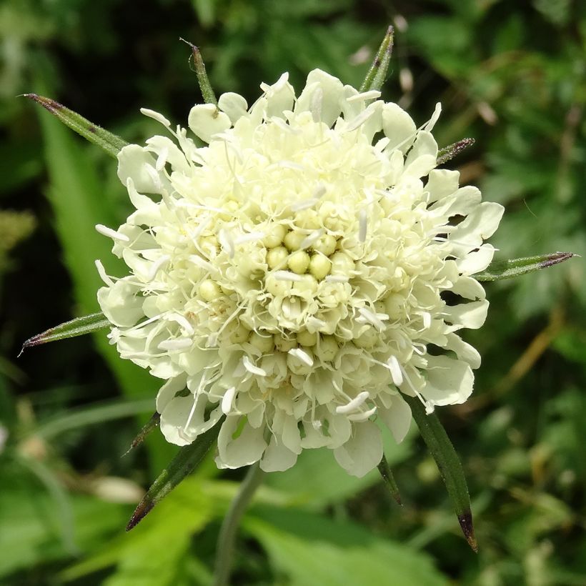 Scabiosa ochroleuca - Duifkruid (Bloei)