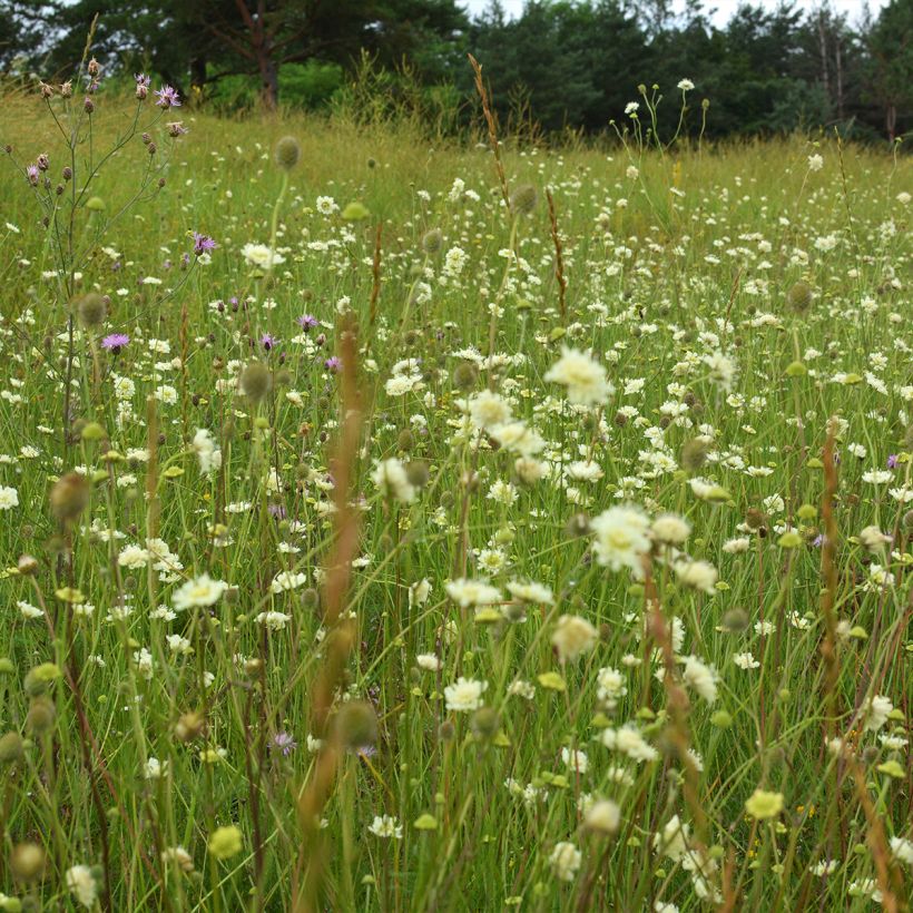 Scabiosa ochroleuca - Duifkruid (Groeiplaats)