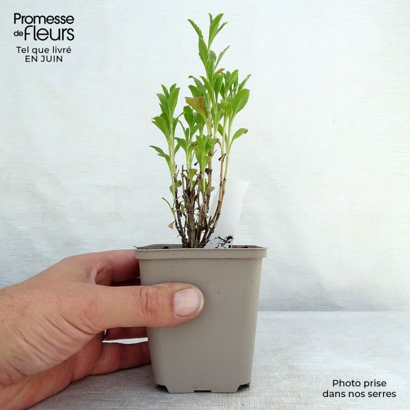 Exemplaar van Scabiosa Chile Black - Duifkruid Kweekpotje van 7/8 cm zoals geleverd in de zomer