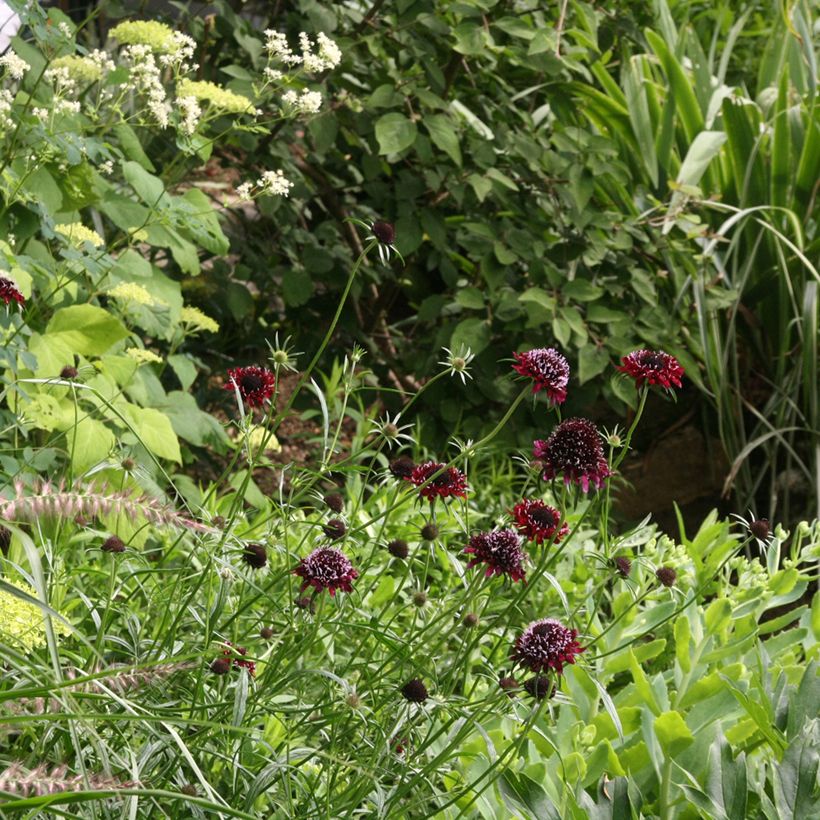 Scabiosa Chile Black - Duifkruid (Groeiplaats)