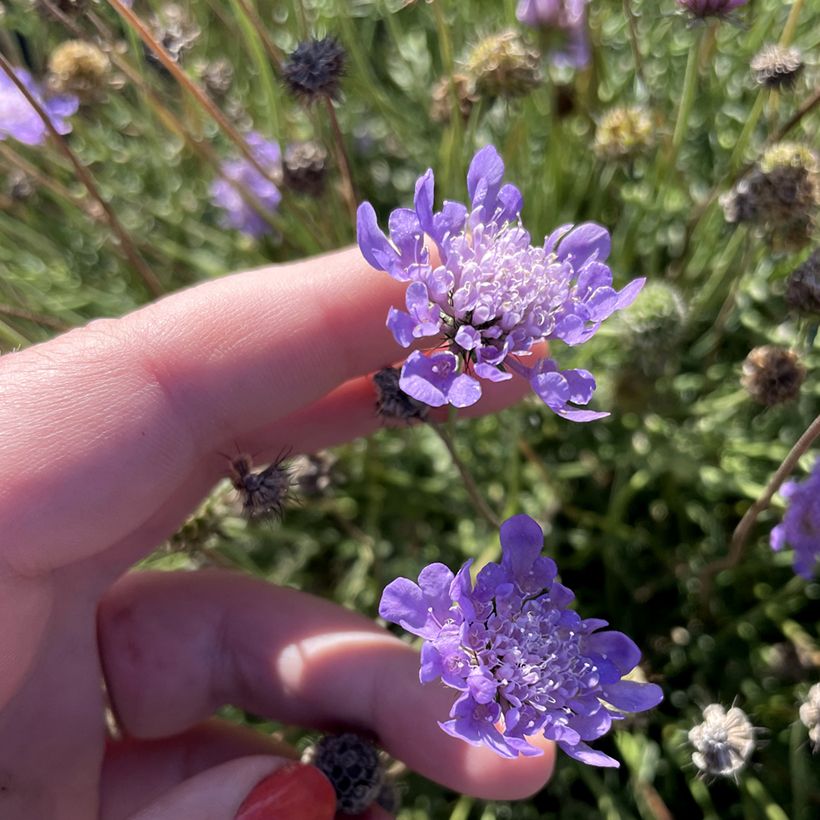 Scabiosa Nova Dew Drops - Duifkruid (Bloei)