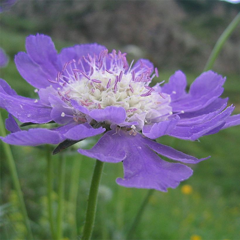 Scabiosa caucasica Kompliment - Kaukasisch duifkruid (Bloei)