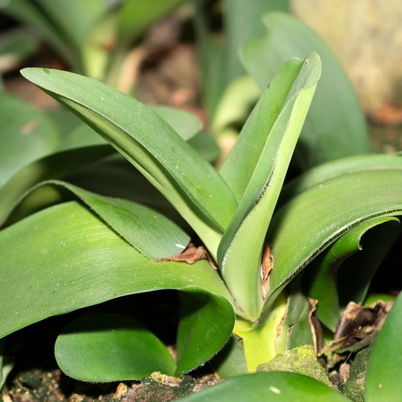 Scadoxus of Haemanthus albiflos (Blad)