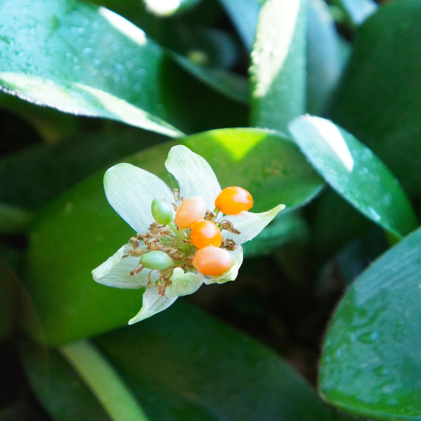 Scadoxus of Haemanthus albiflos (Oogst)