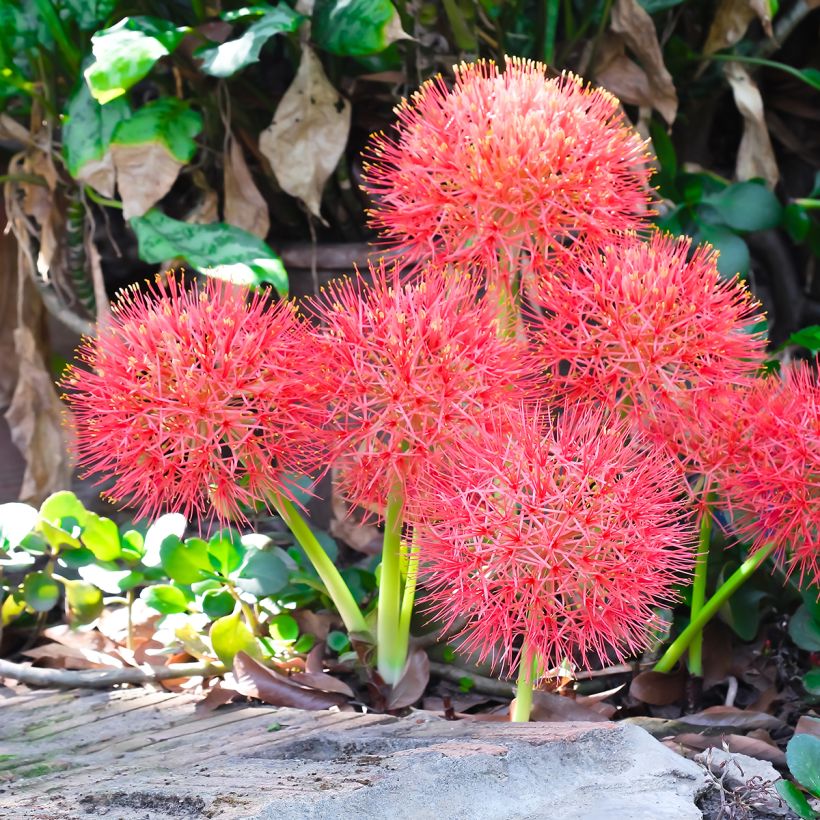 Scadoxus multiflorus - Poederkwast (Groeiplaats)