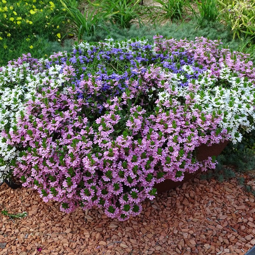 Scaevola aemula Baby Pink Touch - Waaierbloem (Groeiplaats)