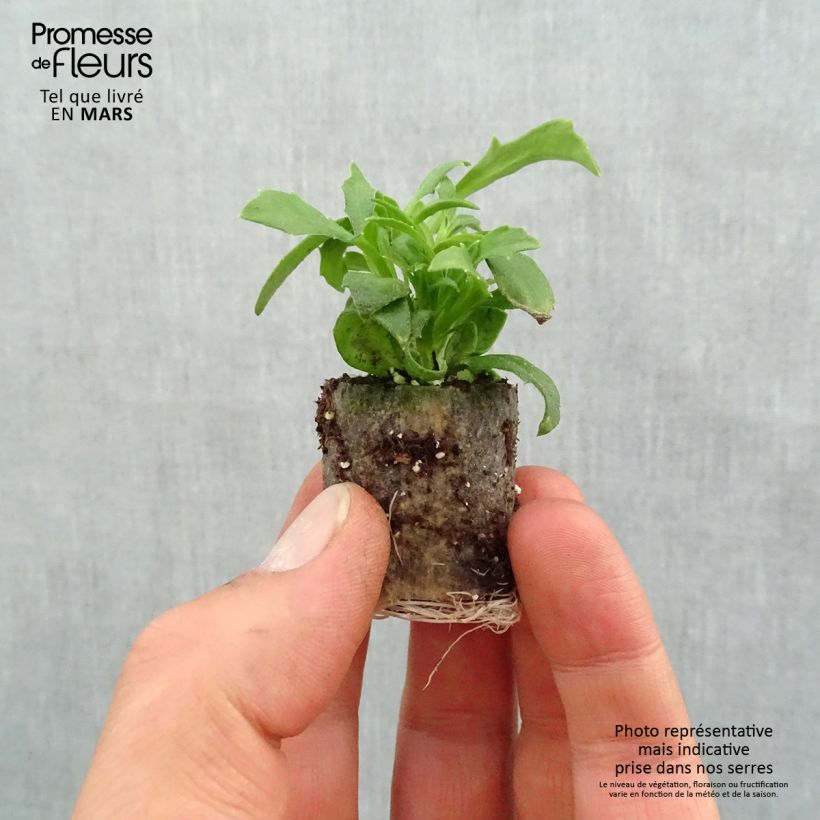 Exemplaar van Scaevola aemula Surdiva Wit - Waaierbloem Mini-mot Ø 3/4 cm zoals geleverd in de lente