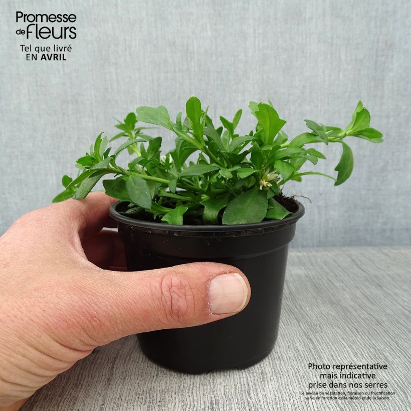Exemplaar van Scaevola aemula Surdiva Wit - Waaierbloem Kweekpotje van 8/9 cm zoals geleverd in de lente