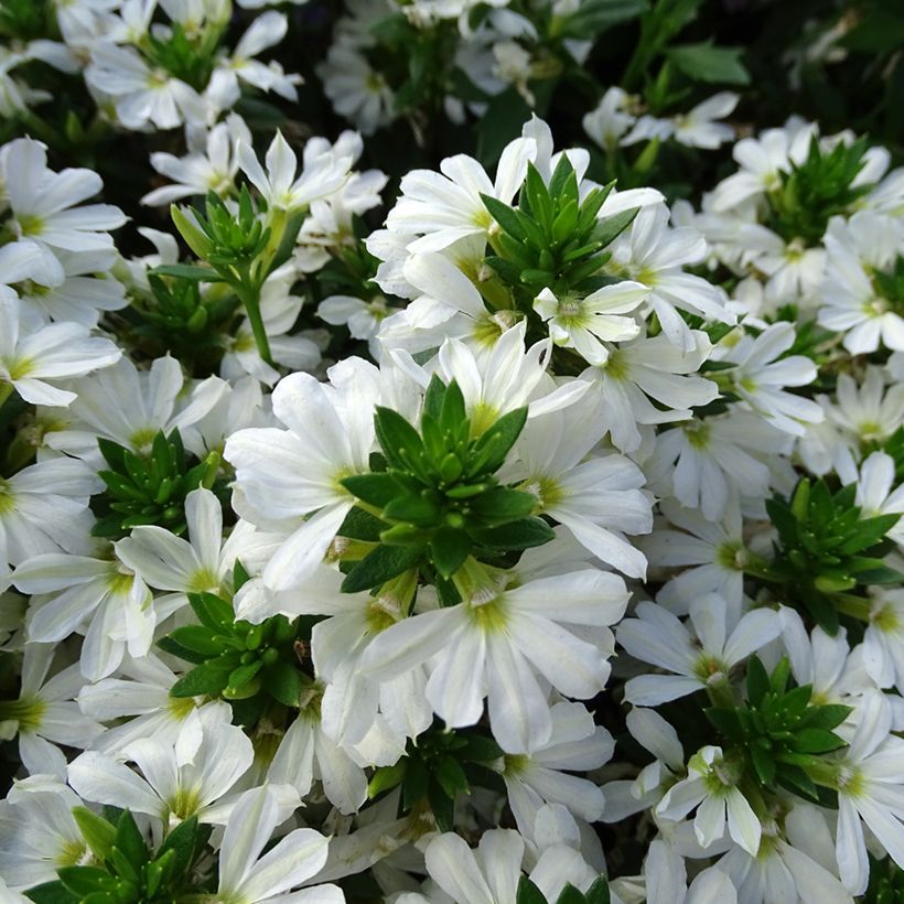 Scaevola aemula Surdiva Wit - Waaierbloem (Bloei)