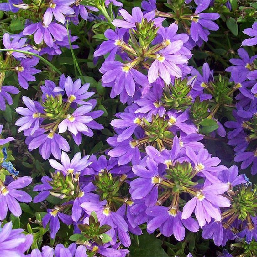 Scaevola aemula Surdiva Blauw - Waaierbloem (Bloei)