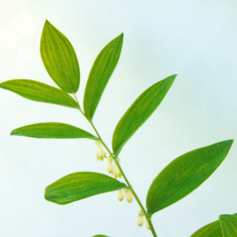 Polygonatum commutatum - Salomonszegel (Blad)