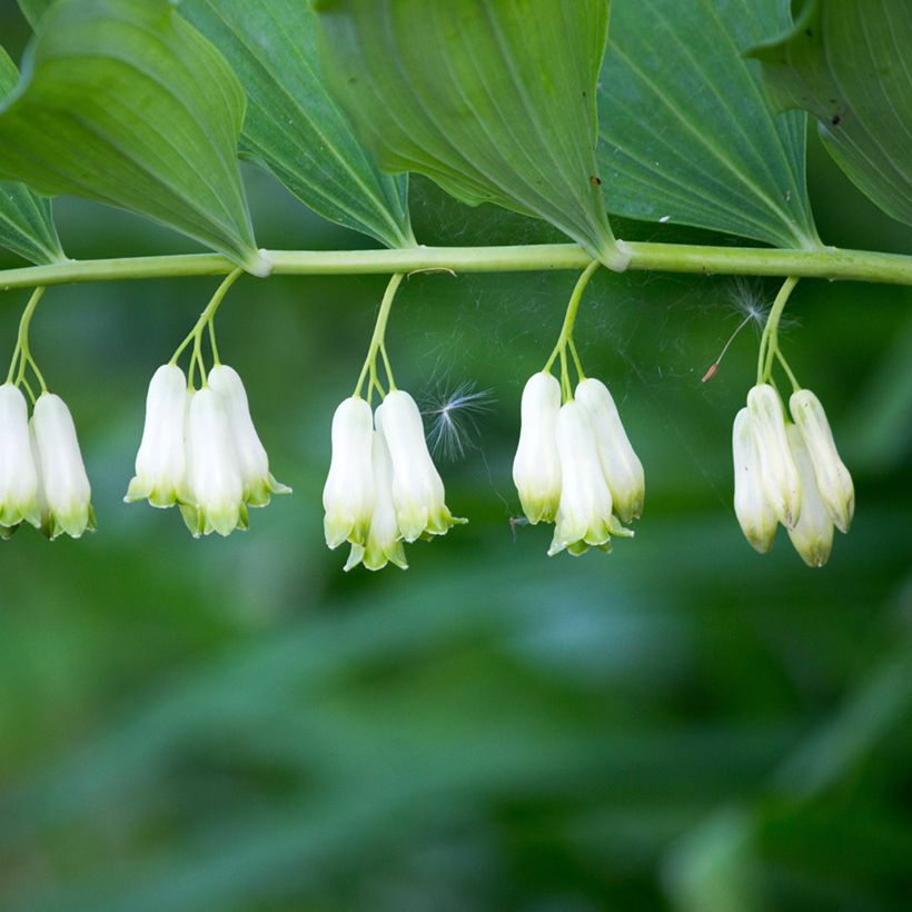 Polygonatum multiflorum - Gewone salomonszegel (Bloei)
