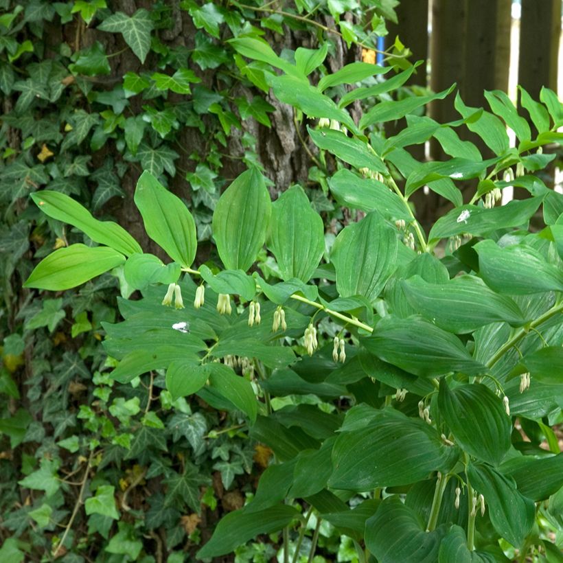Polygonatum multiflorum - Gewone salomonszegel (Groeiplaats)