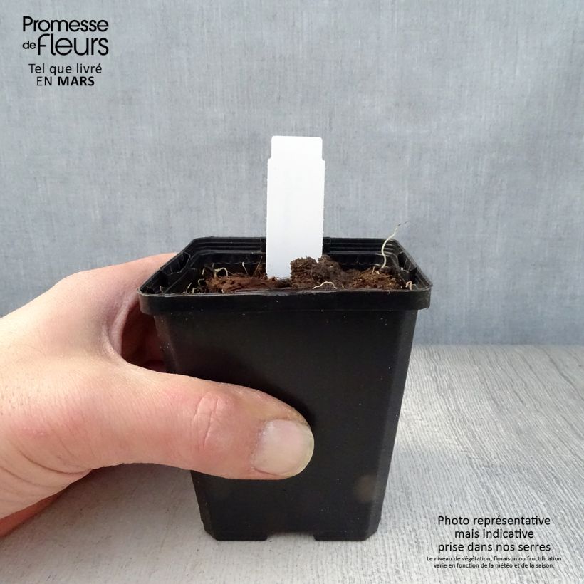 Exemplaar van Polygonatum odoratum - Welriekende salomonszegel Kweekpotje van 8/9 cm zoals geleverd in de lente