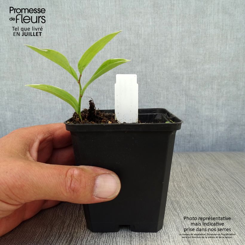 Exemplaar van Polygonatum falcatum Variegatum - Salomonszegel Kweekpotje van 8/9 cm zoals geleverd in de zomer