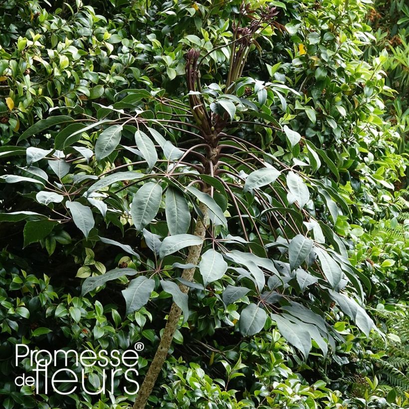 Schefflera alpina - Vingersboom (Plant habit)